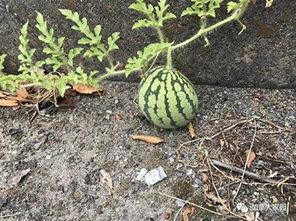 吃瓜推特网红,揭秘吃瓜界的风云人物与幕后故事”