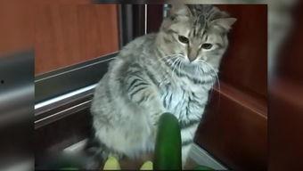 小猫吃瓜爆料图片