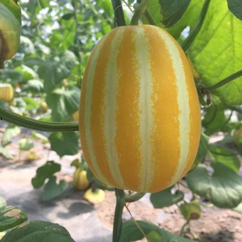 网红吃瓜入口在哪